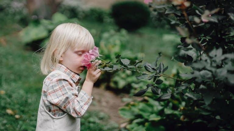 Slik steller du blomster og planter i hagen